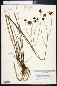 Coreopsis nudata image