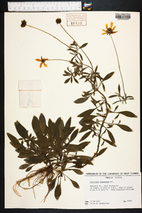 Coreopsis pubescens image