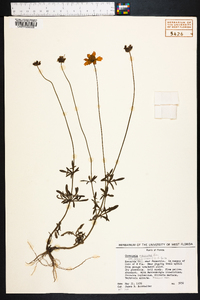 Coreopsis pubescens image