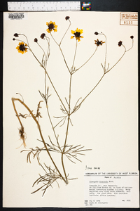 Coreopsis tinctoria image