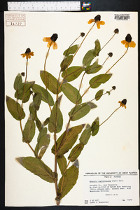 Rudbeckia amplexicaulis image