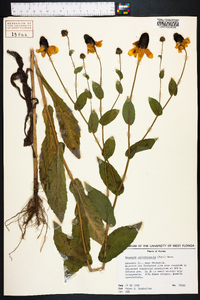 Rudbeckia amplexicaulis image