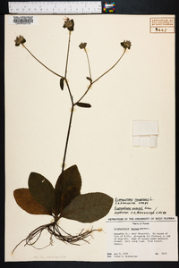 Elephantopus tomentosus image