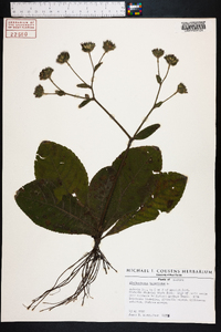 Elephantopus tomentosus image