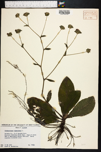 Elephantopus tomentosus image