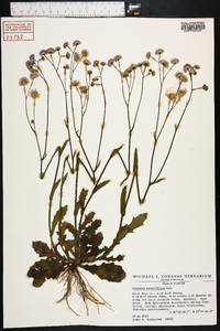 Erigeron quercifolius image