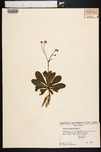 Erigeron quercifolius image