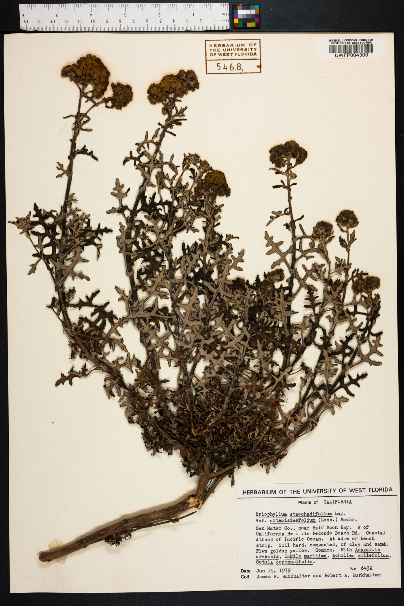 Eriophyllum staechadifolium image