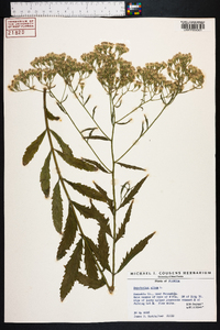 Eupatorium album image