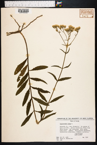 Eupatorium album image