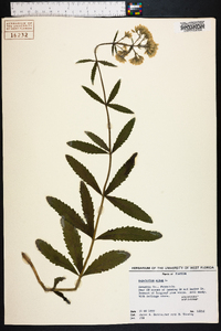 Eupatorium album image