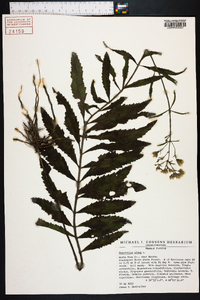 Eupatorium album image