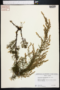 Eupatorium capillifolium image