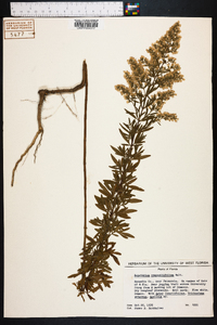 Eupatorium compositifolium image