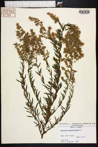 Eupatorium compositifolium image