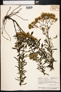 Eupatorium linearifolium image