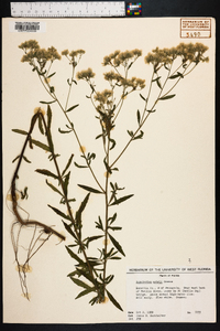 Eupatorium mohrii image