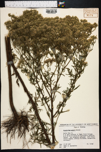 Eupatorium mohrii image