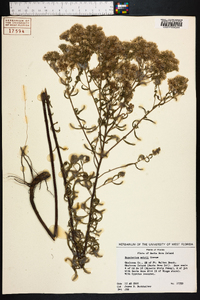 Eupatorium mohrii image