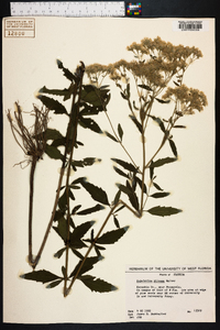 Eupatorium pilosum image