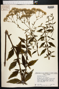 Eupatorium pilosum image