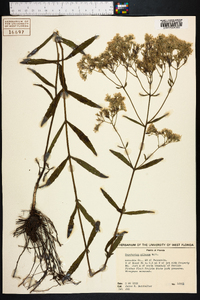 Eupatorium pilosum image