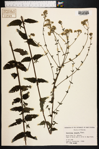 Eupatorium pilosum image