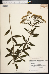 Eupatorium semiserratum image