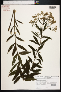 Eupatorium semiserratum image