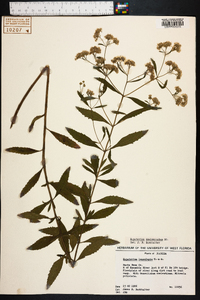 Eupatorium semiserratum image