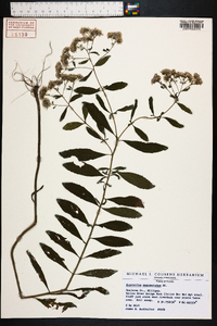 Eupatorium semiserratum image