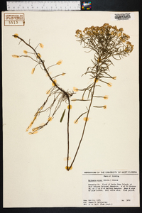 Euthamia caroliniana image