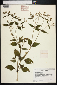 Galinsoga parviflora image