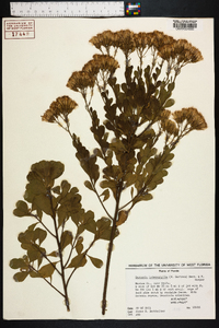 Garberia heterophylla image