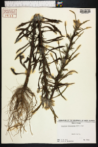 Croptilon divaricatum image