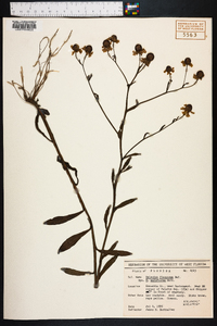 Helenium flexuosum image