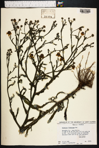 Helenium flexuosum image