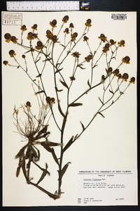 Helenium flexuosum image