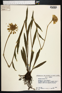 Helenium vernale image