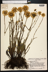 Helenium vernale image