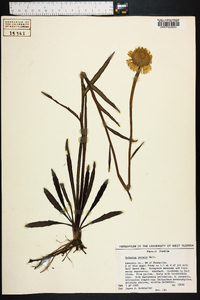 Helenium vernale image