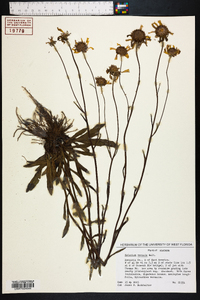 Helenium vernale image