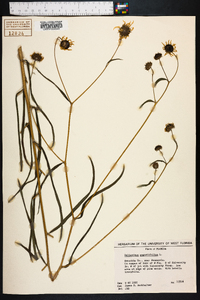 Helianthus angustifolius image