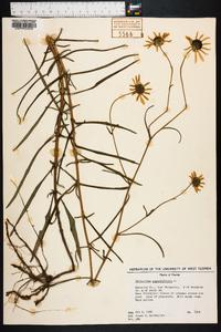 Helianthus angustifolius image