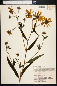 Helianthus angustifolius image