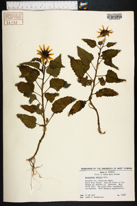 Helianthus debilis image