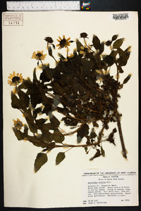 Helianthus debilis image