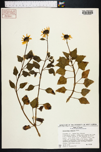 Helianthus debilis image