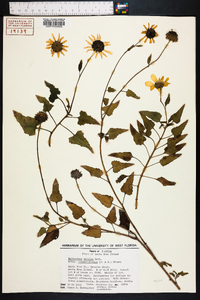 Helianthus debilis image