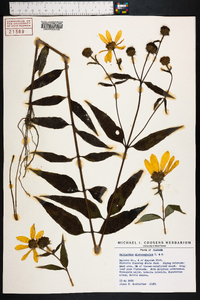 Helianthus microcephalus image